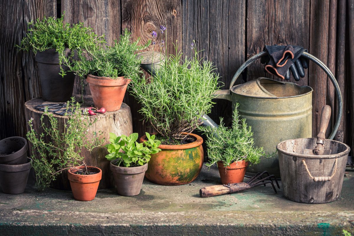 Green herbs in old garden. Rustic garden in summer afternoon