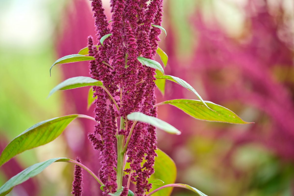 Indian red amaranth plant growing in summer garden.