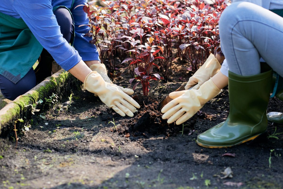 Planting flowers in the garden