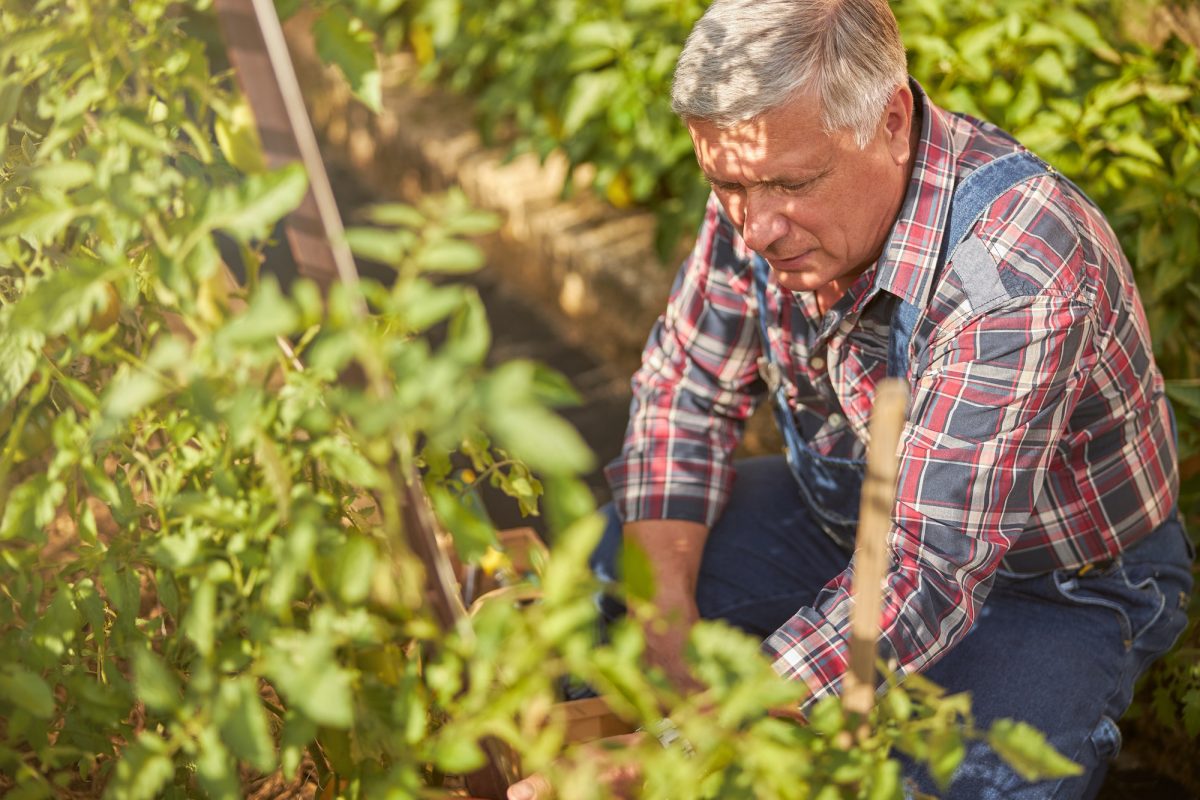 Senior citizen taking care of his garden plants